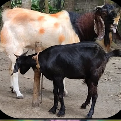 Rahul Tv