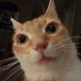 Real catmeme