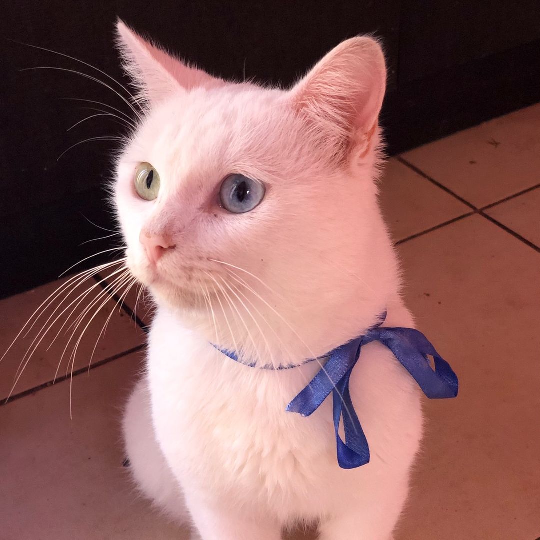 Refugio Salvando Gatitos