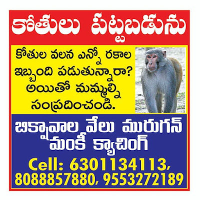 RMC Monkey Catcher