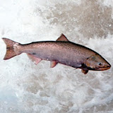 Salmonazo