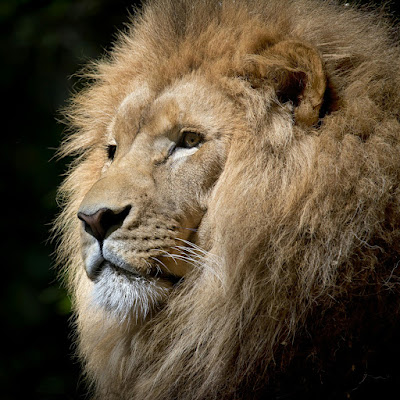 Sarita Choudhary Shorts