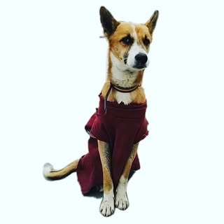 Street Dog Pluto
