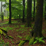 Survival Bushcraft