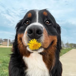 The Berner Bunch | Rescue Bernese Mountain Dogs
