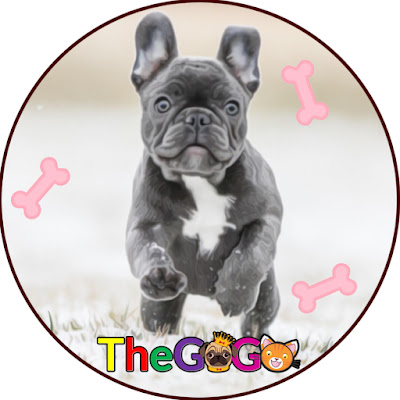 The GoGo