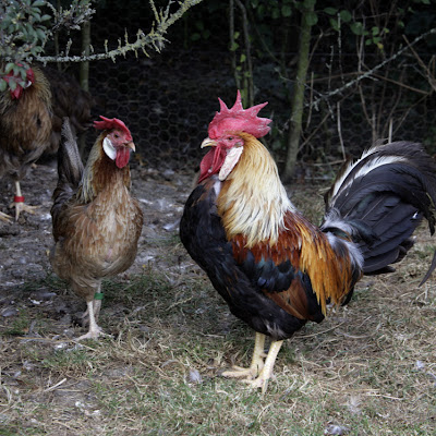 The Happy Chicken Coop