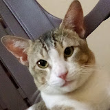The Meow Show