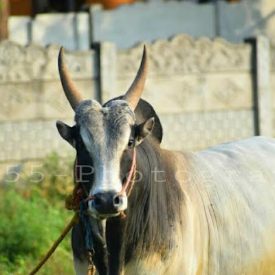 Theni jallikattu official