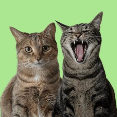 Broccoli and Dilly 🐱