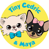 Tiny Chihuahua Cedric