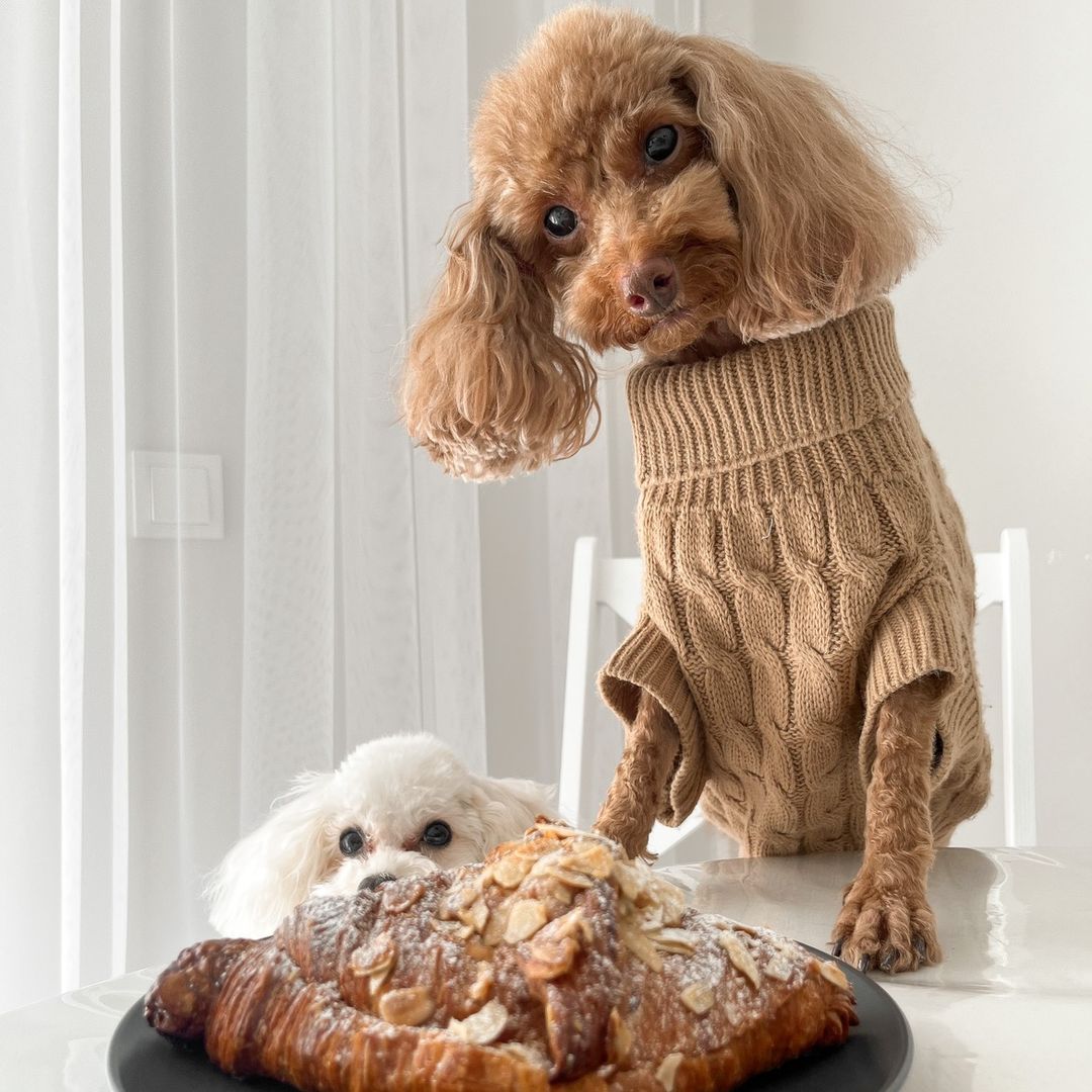 Two poodle