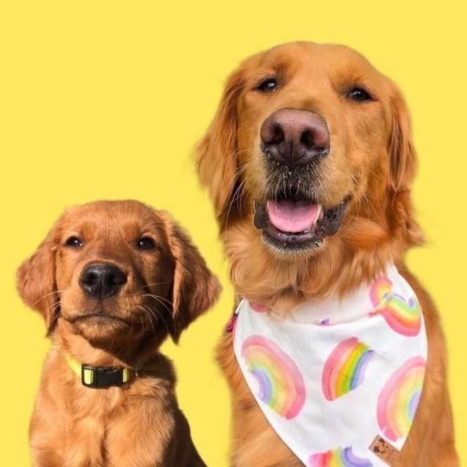 Two Red Retrievers