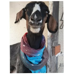 Soy Cami, •influencer animalista• amante de los animales  ❤️