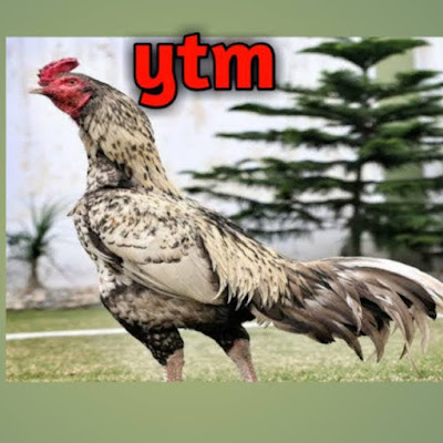 Ytm Reddy Farming Channel 99%