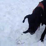 zoomies