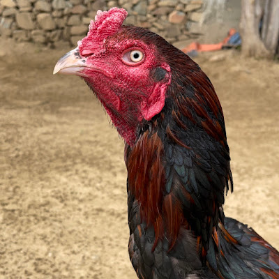 Zubair Malik Aseel