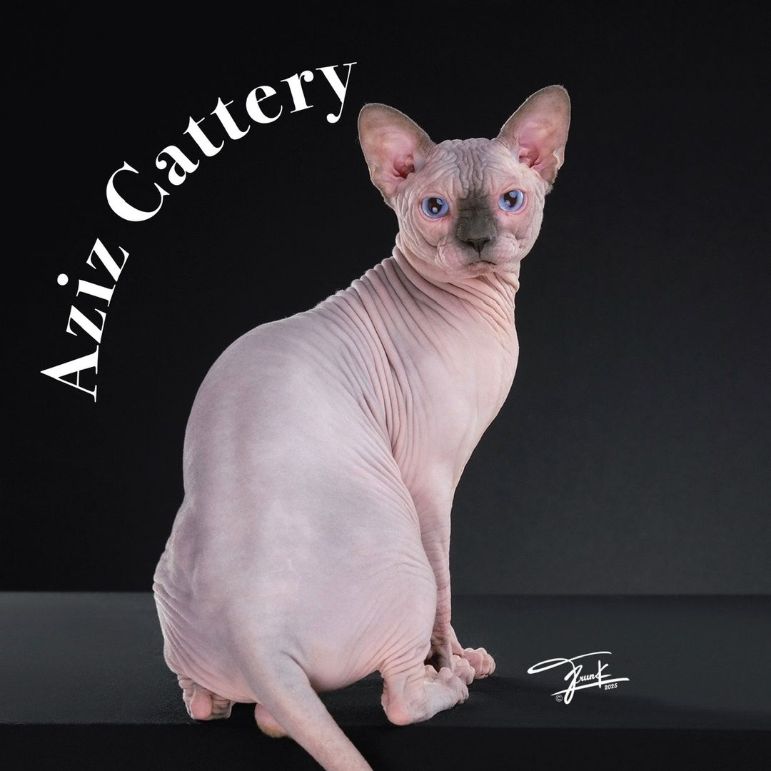 Aziz Cattery Sphynx