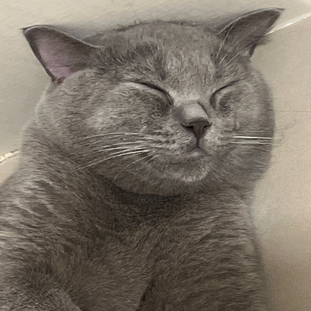 เบลล