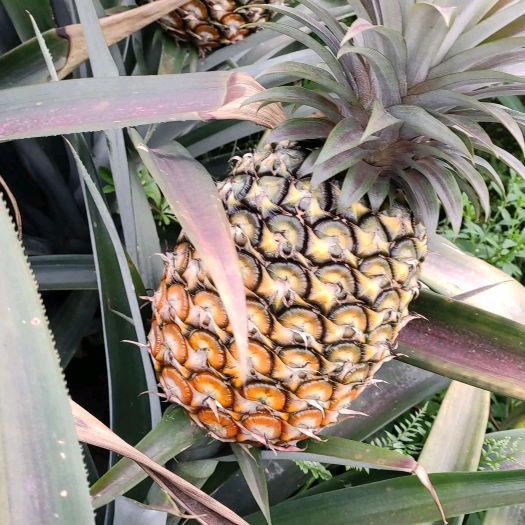 Bablu Kumar Choudhar