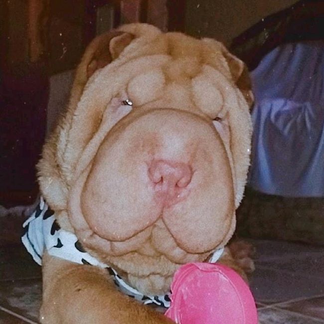 Nala Sharpei 🍉❤
