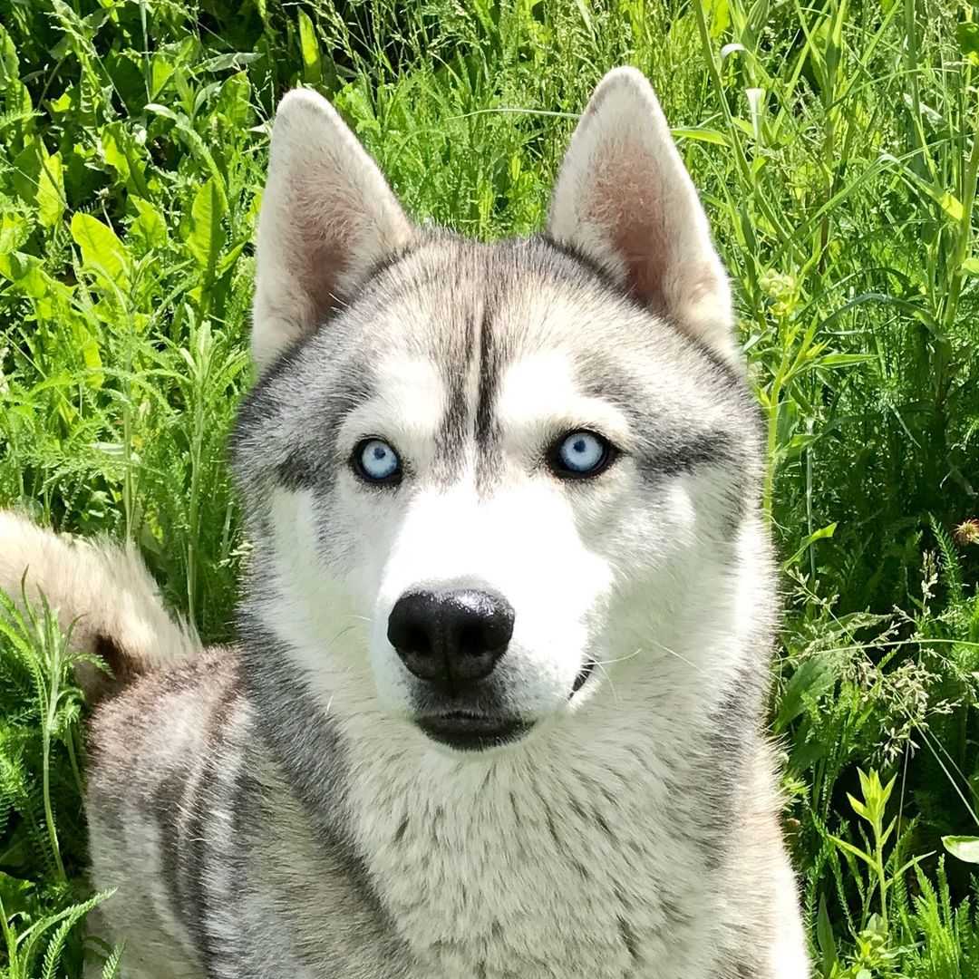 Бадди