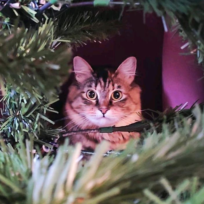 Lil Meow