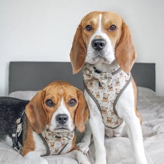 Kiki & Koko | Beagles 🐶