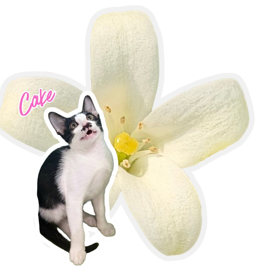 C’Cake ORANGE JASMINE😸😻