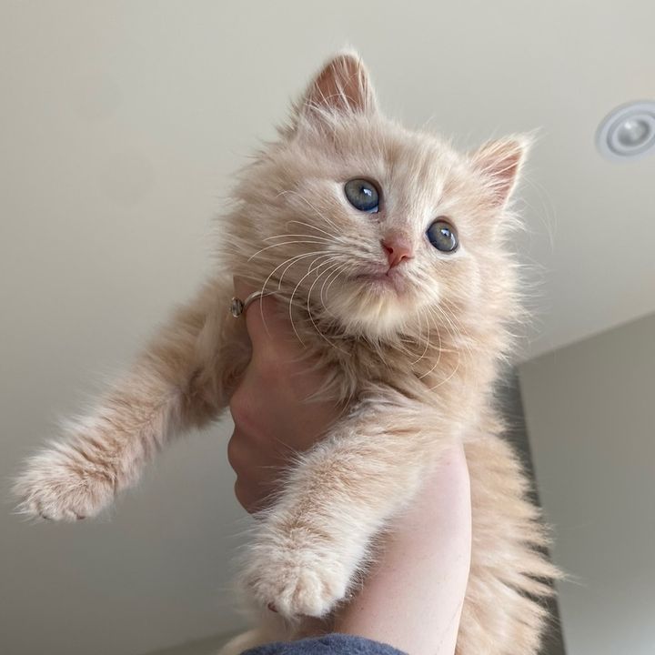 kittyhazel