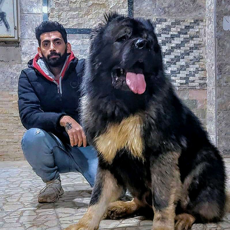 Beshoy safwat