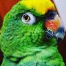 Bestparrot Mis queridos loros