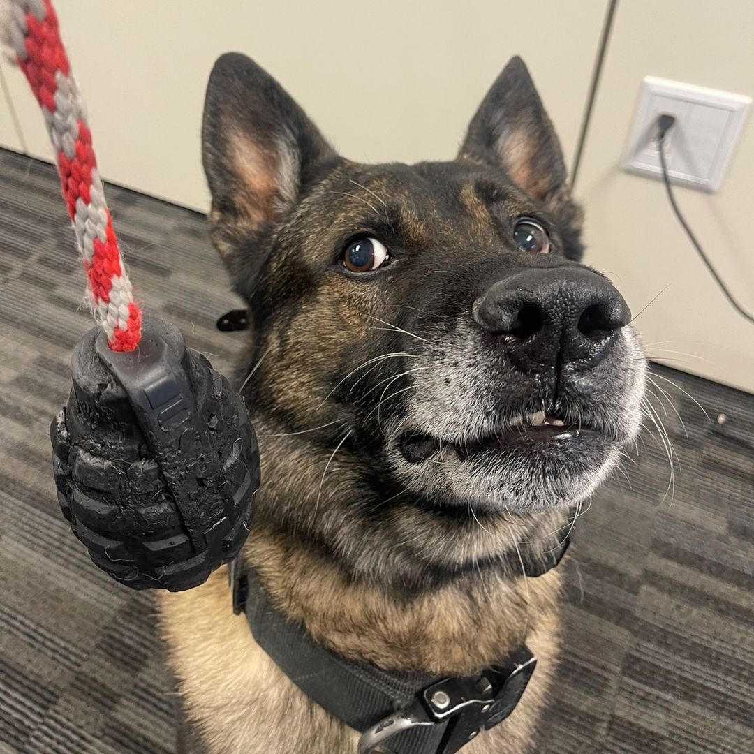 Sully K9