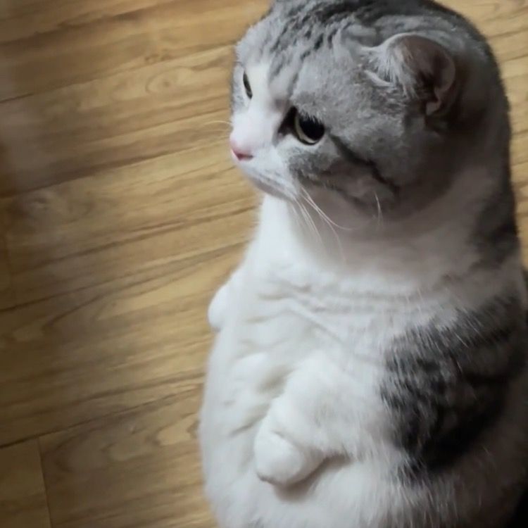 Bigmeow