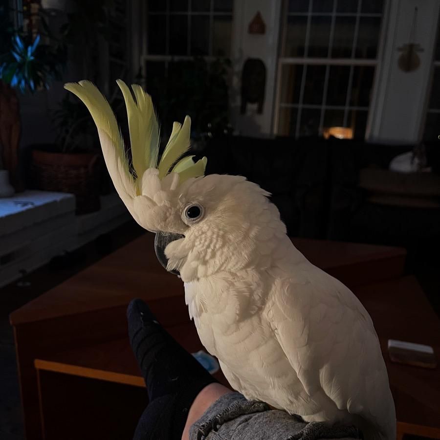 Birdprozac