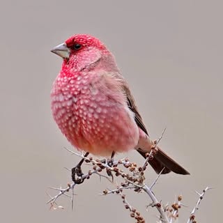 birds.wildlife.nature