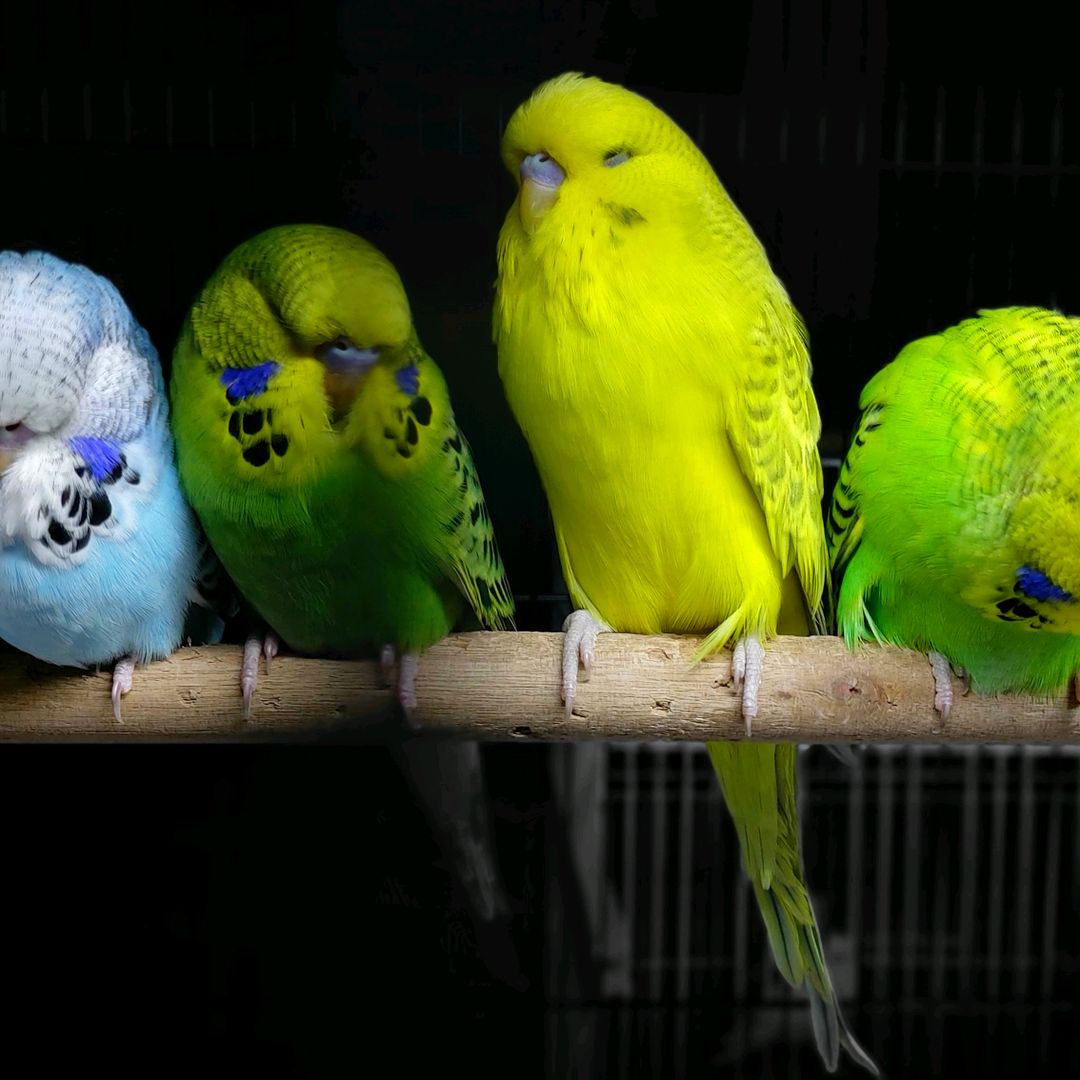Birds Monterrey