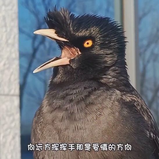 八哥爱唱歌