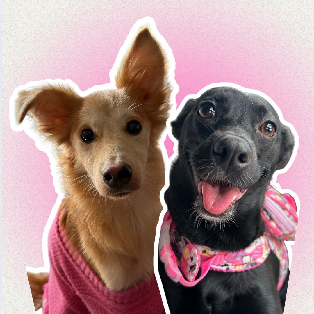 Tequila e Athena