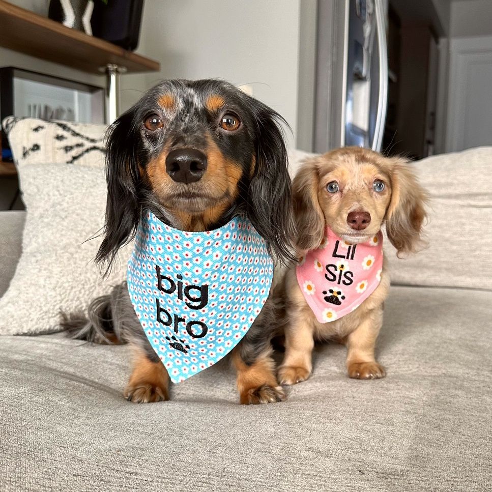 Blue & Honey
