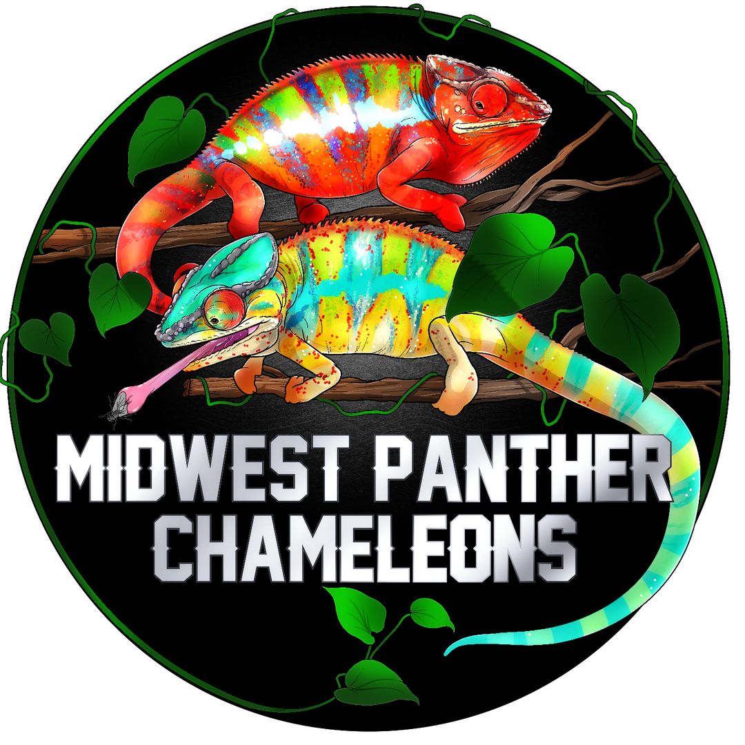 Midwest Panther Chameleons