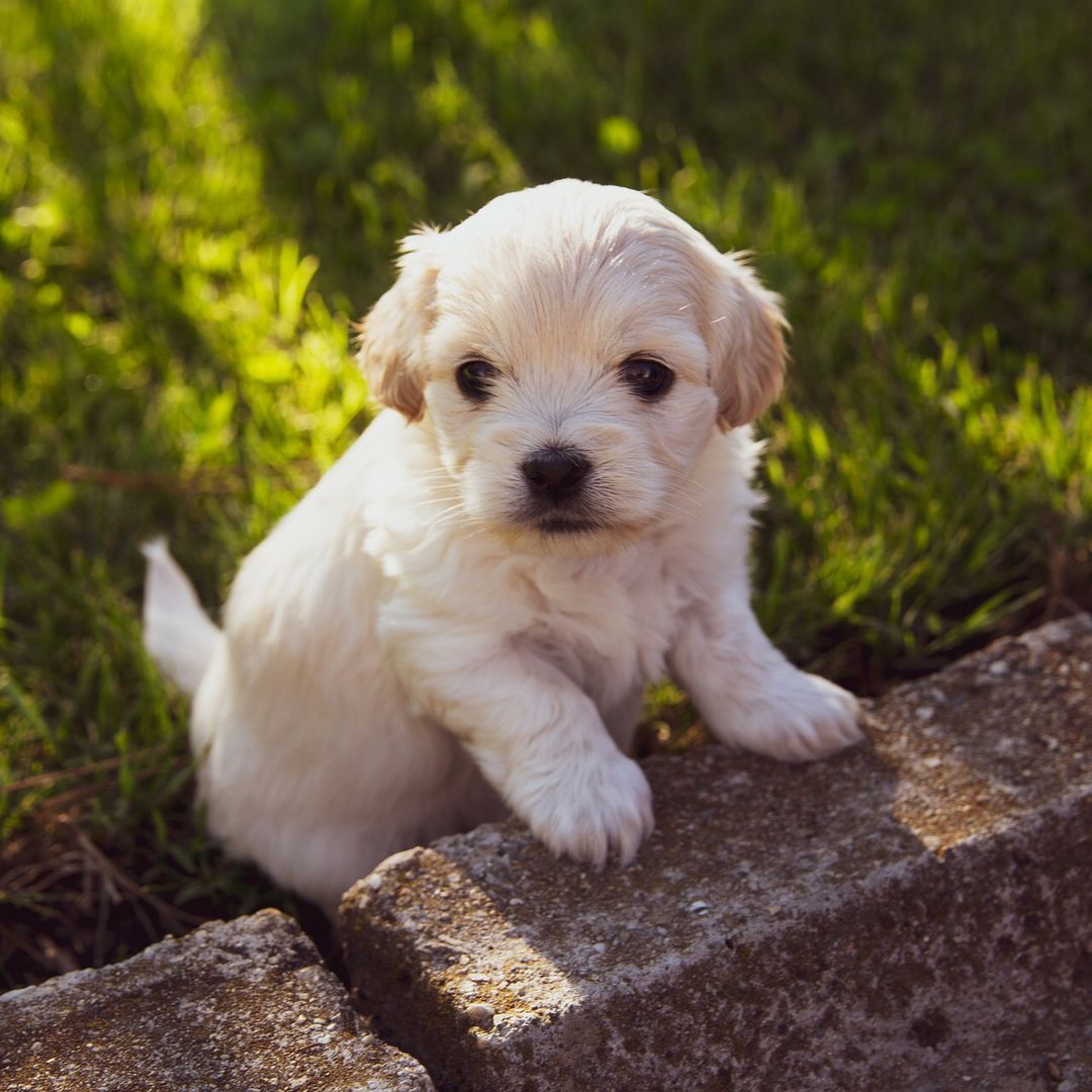 pet001
