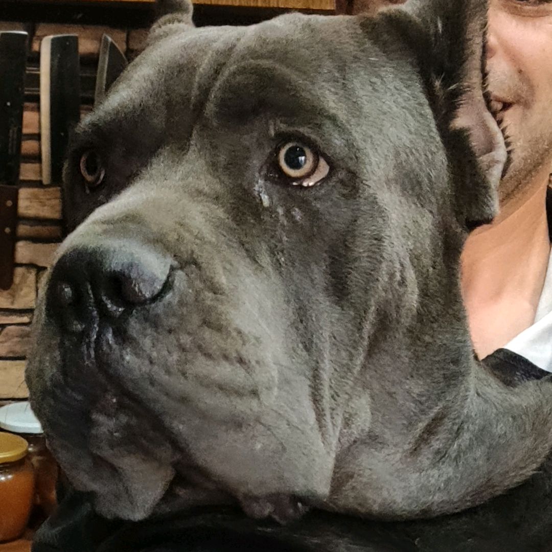 canecorsoarmeniaofficial