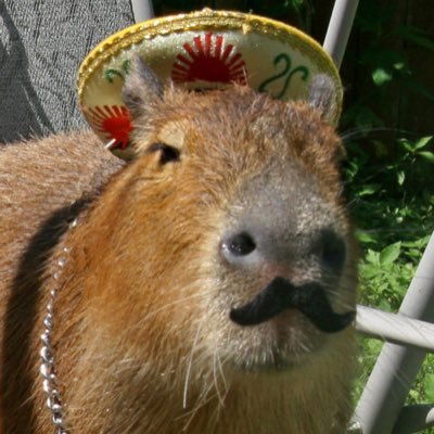 CAPYBARA MAN