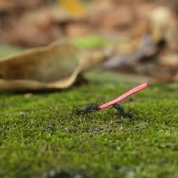 Nossa Casa Comum TERRA