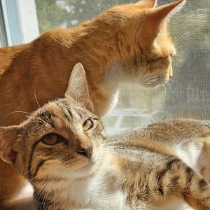 Cashmere & Mittens 😽