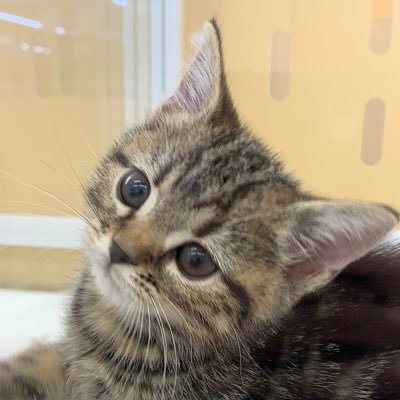 あんこともなか🐾充電ねこ