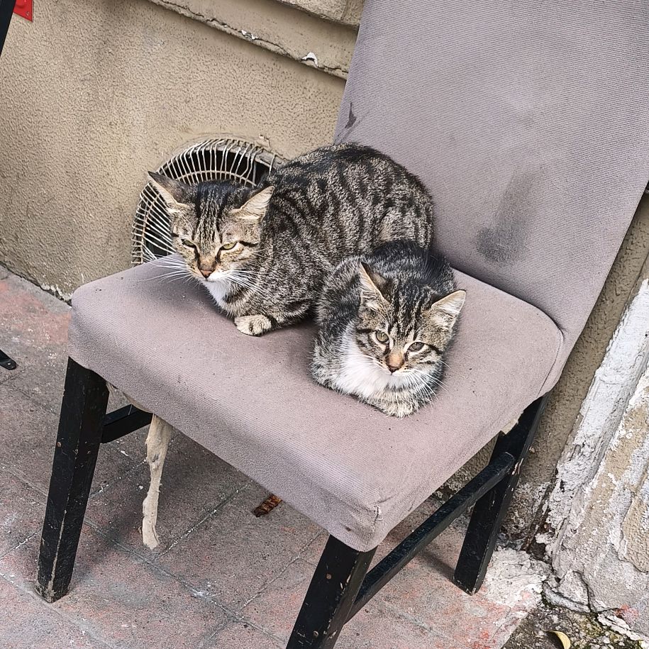 cat_dog