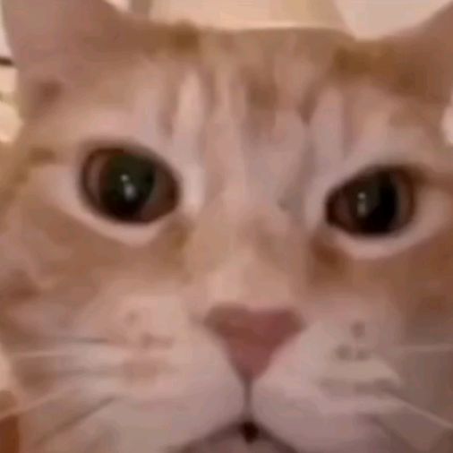 catpl4nkton_