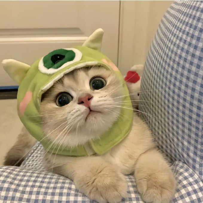 Cats Daily